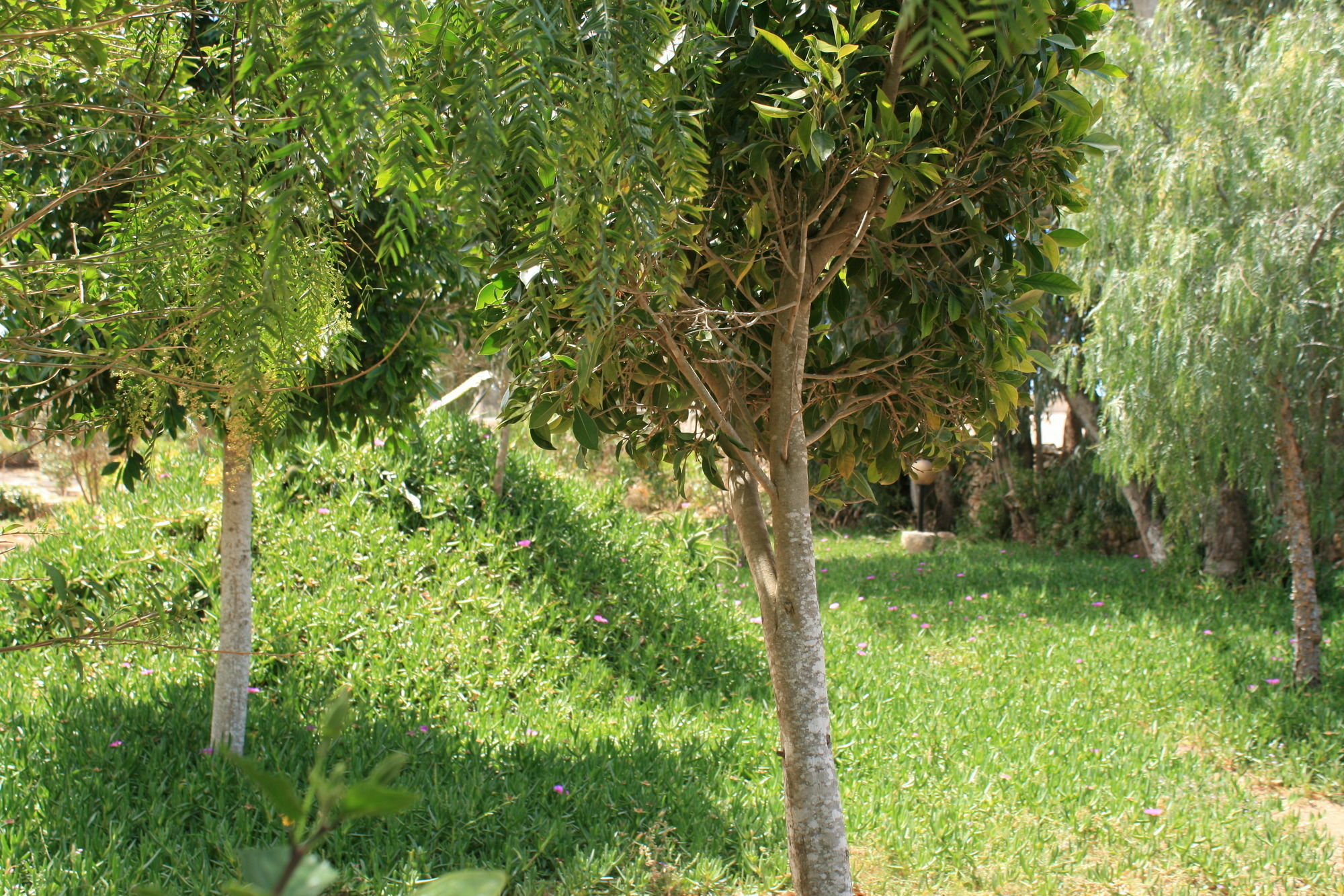 Eucalyptus Gasthof Essaouira